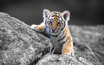 Animals, Tigers HD wallpaper