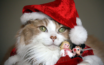 Animals, Toys, Cat, Holiday, New Year Costume, New Year's Costume HD wallpaper