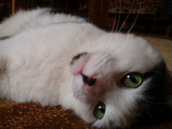 very funny cat , cat, funny HD wallpaper