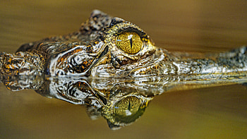 Animals, Reflection, Predator, Eye, Crocodile HD wallpaper