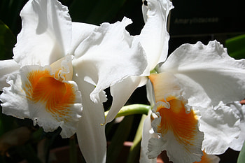 Perfection, parks, flowers, cities, orchids HD wallpaper