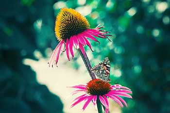 Flowers, Macro, Petals, Butterfly HD wallpaper