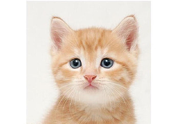 KITTY, blue, fur, eyes, cute, stare, beautiful HD wallpaper