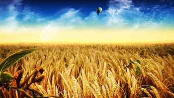 Nature, Autumn, Gold, Field, Flight, Balloon, Ears, Spikes, Harvest HD wallpaper