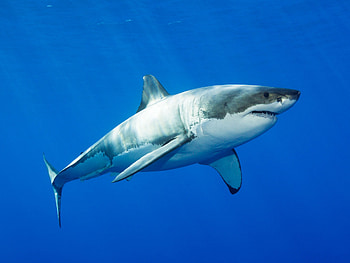 Great white shark genome, Fascinating discovery, Superpowers revealed, Nature's marvel HD wallpaper