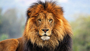 Animals, Muzzle, Lion, Sight, Opinion, Mane, Wool HD wallpaper