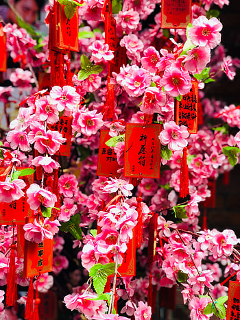 Flowers, Pink, Branches, Labels, Shortcuts HD phone wallpaper
