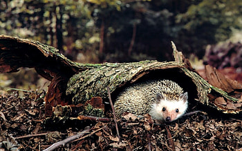 Animals, Grass, Autumn, Leaves, Hedgehog HD wallpaper