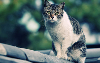 Animals, Sit, Cat, Spotted, Spotty, Cute, Sympathetic HD wallpaper