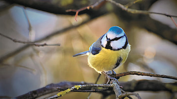 Branches nature bird, Bokeh tit, Blue tit section, Animals HD wallpaper