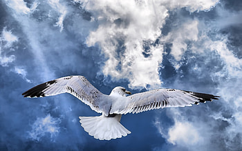 Animals, Birds HD wallpaper