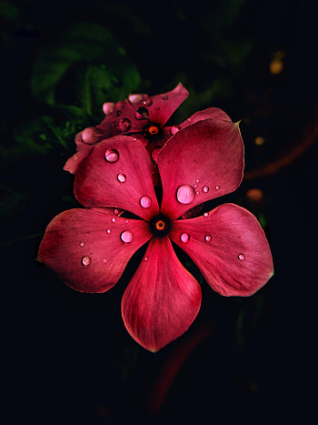 Flowers, Flower, Macro, Dark, Petals HD phone wallpaper