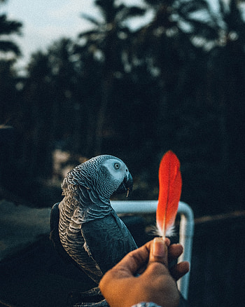 Animals, Parrots, Feather, Hand, Bird, Pen HD phone wallpaper
