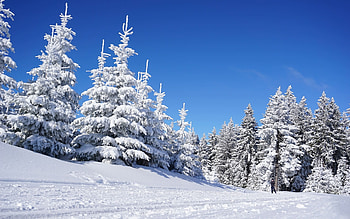 Winter in Germany, spruces, winter, Germany, snow HD wallpaper