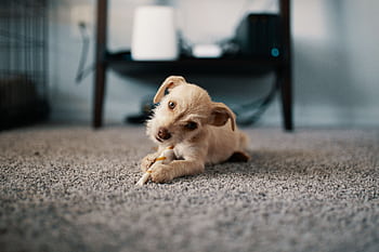 Cute puppy lying on carpet, chewing a stick indoors, showcasing innocence and playfulness. HD wallpaper
