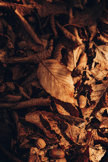 Nature, Autumn, Sheet, Leaf, Foliage, Dry HD phone wallpaper