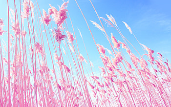 Pink Grass On Fields, grass, nature, fields, pink HD wallpaper