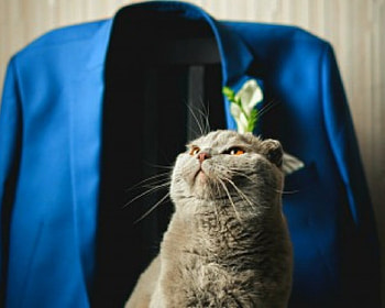Smelly cat, suit, animals, cute, cat, pet HD wallpaper