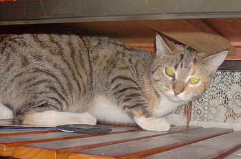 Milli., mias daughter, cat, golden eyes, wild HD wallpaper