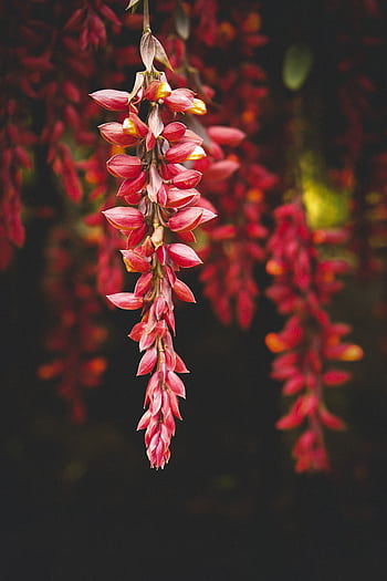 Close-up of vibrant pink flowers blooming beautifully in natural outdoor setting. HD phone wallpaper