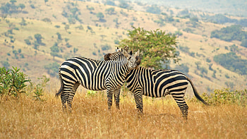 Rwanda travels, Frequently asked questions, Natural World Safaris, Rwanda guide HD wallpaper