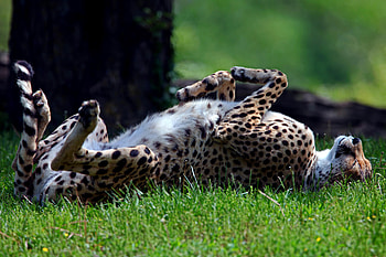 Animals, Grass, Cheetah, To Lie Down, Lie, Predator, Tumble, Somersault HD wallpaper