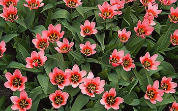 Flowers, pink, nature, red HD wallpaper