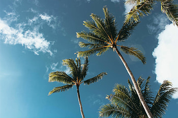 Palm tree bliss, , Nature's wonders, Relaxing vistas HD wallpaper