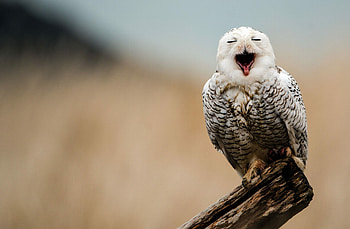 Snowy owl, Owls HD wallpaper