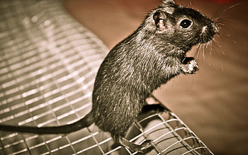 Rat , Rat Art, Dark Backgrounds, Mystical Atmosphere HD wallpaper