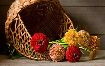 Plants, Flowers, Objects HD wallpaper