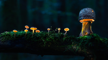 Mushrooms, nature, graphy, fungi HD wallpaper