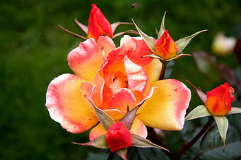 Plants, Flowers, Roses HD wallpaper