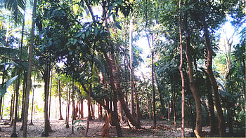 Teak Tree, Saurav Sen graphy, Indonesian timber, Public sector innovation HD wallpaper