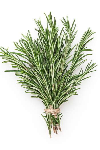 Harvest and use, Rosemary plants, How to grow, Rosemary HD phone wallpaper