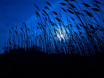 Marsh night, night, blue, marsh, moonlight, plants HD wallpaper