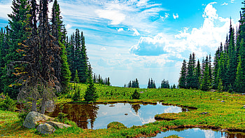 Beautiful Pond Spruce Trees Grass Bushes Under White Clouds Blue Sky Reflection On Water Nature HD wallpaper