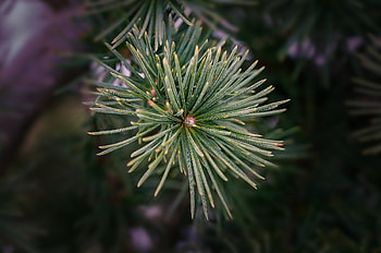 Twig, Cedar Trees HD wallpaper