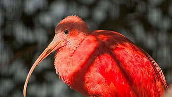 Animals, Feather, Beak, Exotic Bird HD wallpaper