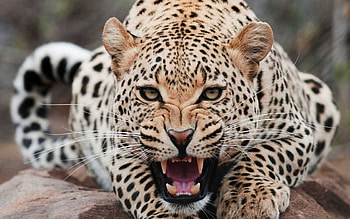 Animals, Leopards HD wallpaper
