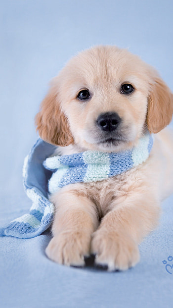 Dog, adorable golden retriever, playful canine, lovable HD phone wallpaper