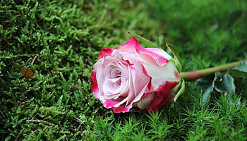 Vibrant pink rose lying on green grass, creating a vivid contrast. HD wallpaper