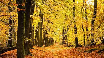 Autumn Forest, Leaves, Forest, Autumn, Trees HD wallpaper