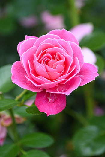 Close-up shot of a vibrant pink rose in full bloom showcasing delicate petals and rich color. HD phone wallpaper