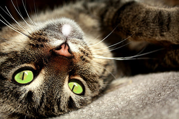 Lovely Tabby, animal, kitten, greeneyes, cat, tabby, pet HD wallpaper