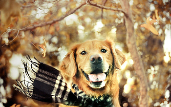 Animals, Dog, Muzzle, Protruding Tongue, Tongue Stuck Out, Scarf HD wallpaper