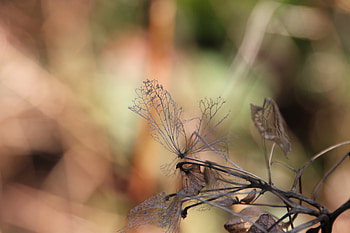 Nature, Autumn, Leaves, Branch, Dry HD wallpaper