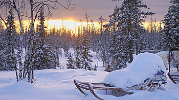 Nature Pine Trees Sleigh Snow Sunset Winter graphy graphy HD wallpaper