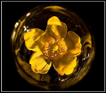 yellow bubble, glass, yellow, flower, shine HD wallpaper