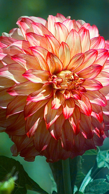 Dahlia, Adorable, Beautiful, Flower HD phone wallpaper